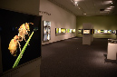 Wasp_exhibition__DSC3400